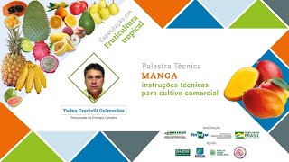 Manga: instruções técnicas para cultivo comercial