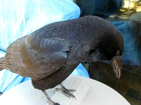 Talking Crow