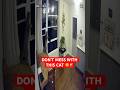 Brave Cat Scares Off Robber — Real CCTV Footage 😼🚨🏠