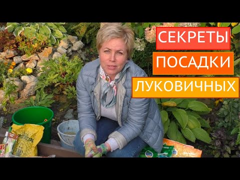 САЖАЕМ  ЛИЛИИ, ТЮЛЬПАНЫ,РЯБЧИКИ,НАРЦИССЫ, КРОКУСЫ. ПОСЛЕ ТАКОЙ ПОСАДКИ МЫШИ ВАМ НЕ СТРАШНЫ!