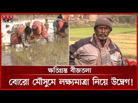 বৈরি আবহাওয়ায় নষ্ট বোরো ধানের চারা, দুশ্চিন্তায় কৃষক | Boro Paddy | Rajshahi News | Somoy TV