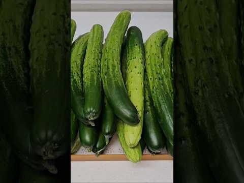 이 맛에 끊을수가없네요~물없이 만드는 특급 오이지 #레시피 #shorts #오이지