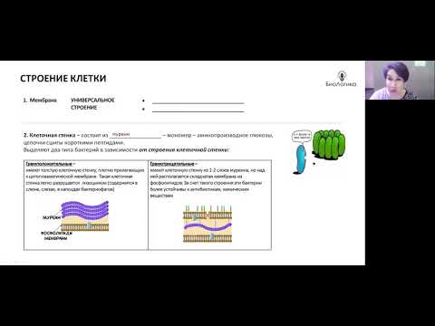 Лекция 12.1.  Прокариоты