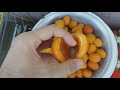 Բնական ծիրանի չիր - Natural dried apricots - Натуральная курага 08.08.2020