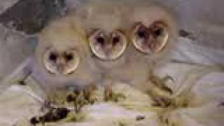 Baby barn owls defending themselves