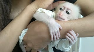 Kuku adoption process of baby monkey Su