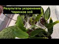 Результаты укоренения Черенков  хой / #хойя￼