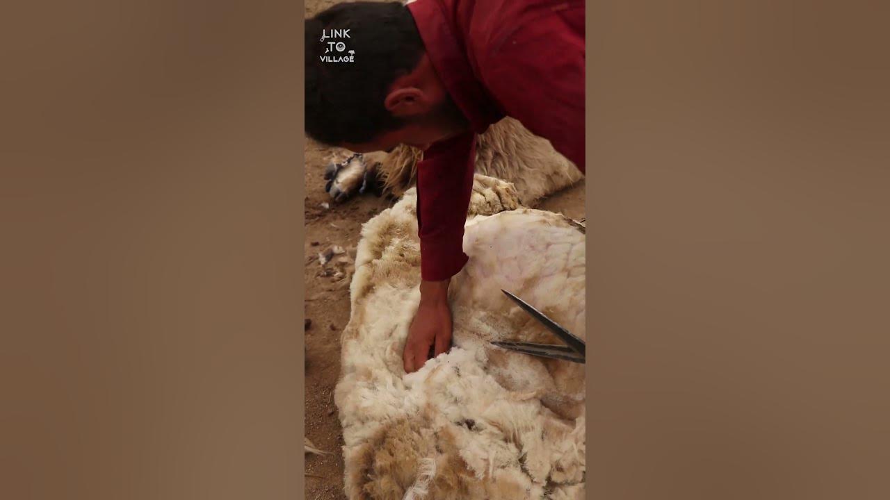 Wool Picking 😍 Nomadic Lifestyle YouTube