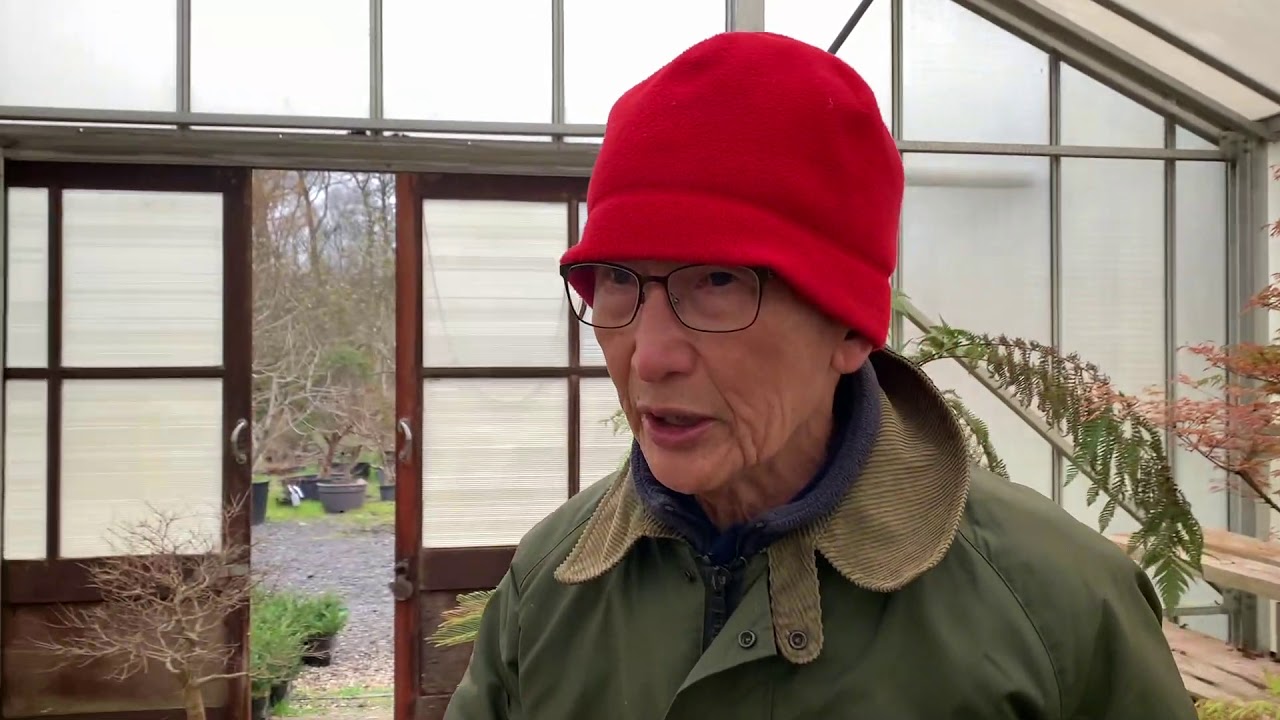 Restyling a Deshojo Maple Bonsai