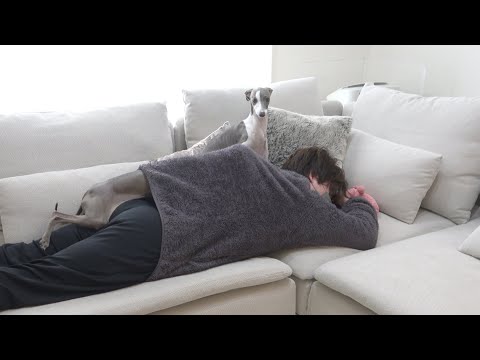 偏頭痛で寝込む飼い主を心配してくれる愛犬達が可愛すぎる【イタグレ】