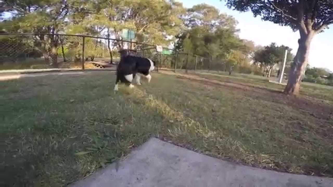 dog camping chair An afternoon at the Corinda Dog Park (mostly sniffing) GLaDOS Cam