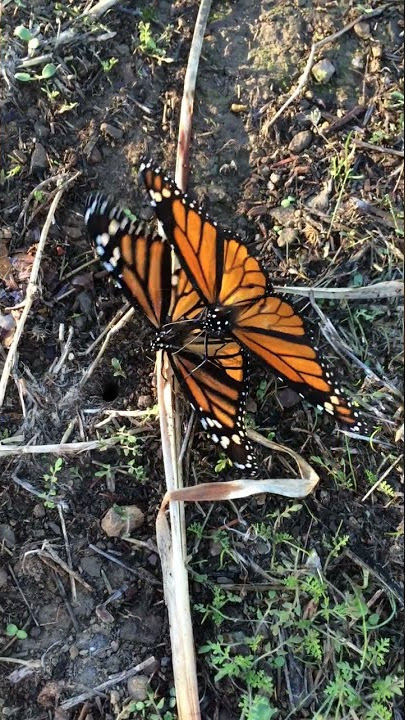 monarch butterfly sex