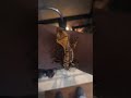 Crested gecko 🦎 💚 #gecko #crestedgecko #lizard #youtubeshorts