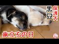 【子犬　保護犬】黒豆　旅立ちの日　新しい犬生の始まり