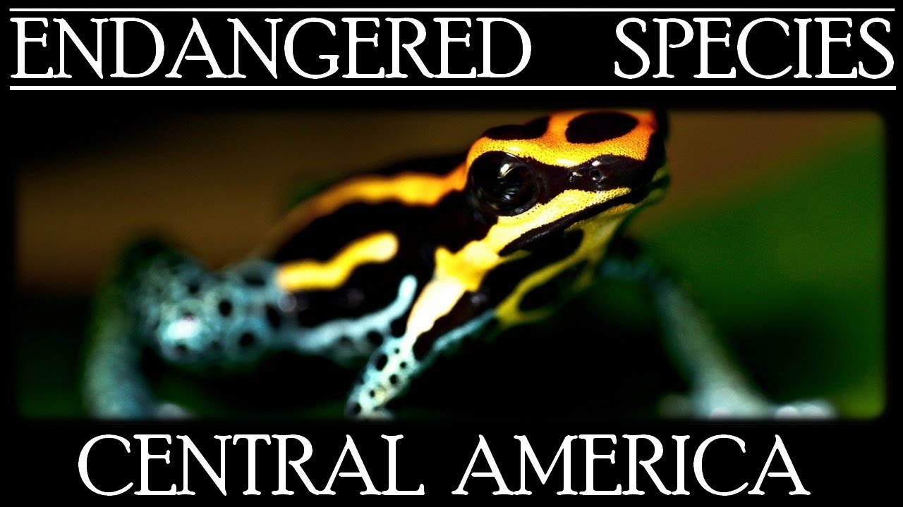 Endangered Species in Central America