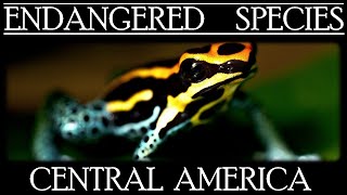 Endangered Species in Central America