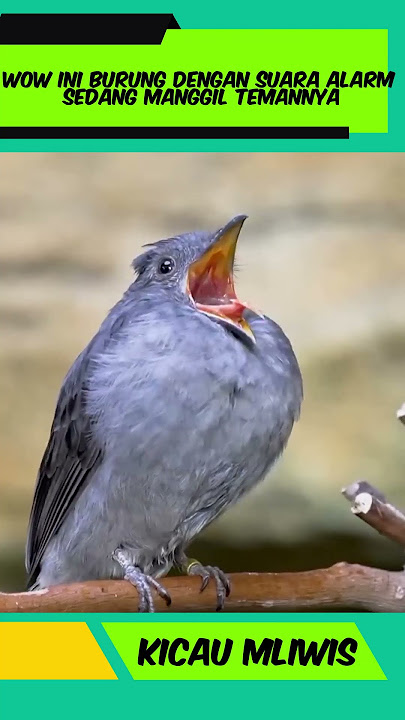 Wow ini burung dengan suara alarm sedang manggil temannya #burungkicau #burunggacor #burungmasteran