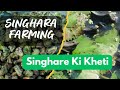 Singhara Farming | Singhare ki Kheti | A Day on a Singhara Farm: Water Chestnut Farming in Action
