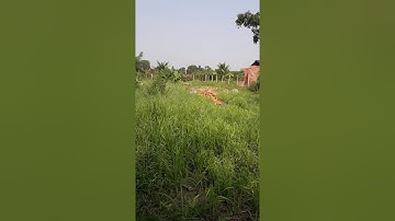 Đất vườn bình mỹ Củ Chi Giá 2ty350