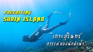 สวรรค์นักดำน้ำ ดำน้ำหมู่เกาะสุรินทร์ จุดดำน้ำตื้นสวยสุดในไทย Freediving Surin Island Giftzy VipaSri