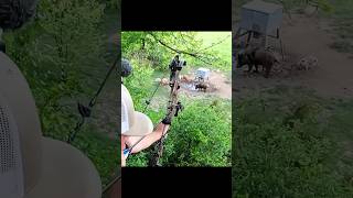 Охота с луком. Кабан под кормушкой | Идеальный выстрел!» #охота