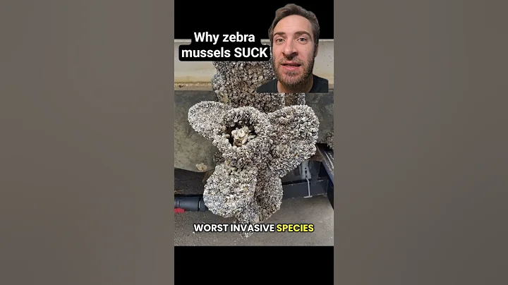 Zebra mussels are HORRIBLE