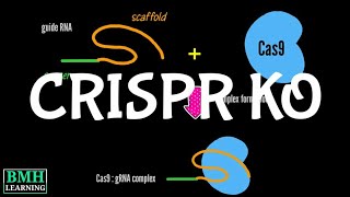 CRISPR KO | CRISPR Knockout | CRISPR Screening |