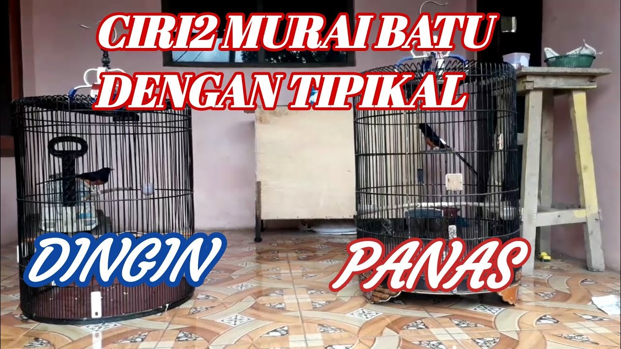 Ciri ciri murai batu tipe panas dan dingin