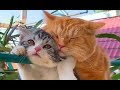 Приколы с котами| Добрый позитив| Видео про котов| Кошки|Животные|Создай себе хорошее настроение