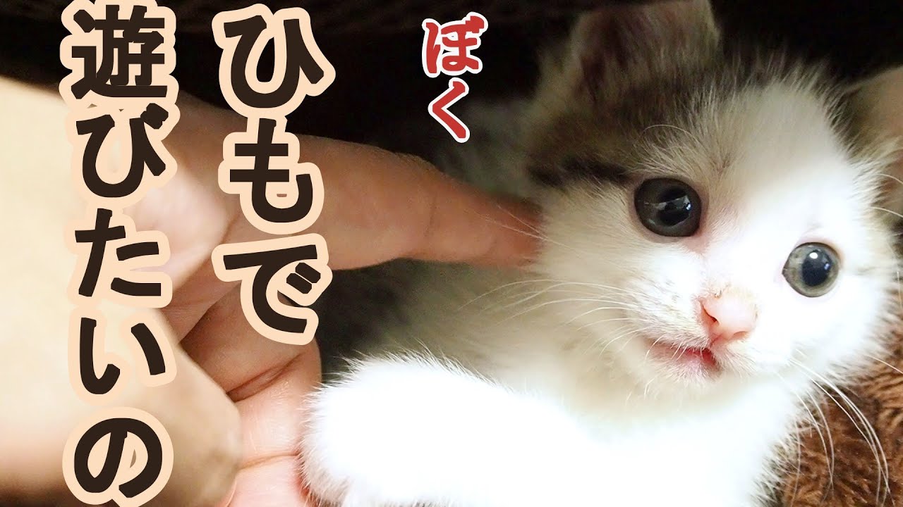 紐が好きな子猫は猫じゃらしで遊んでくれません 赤ちゃん猫 保護猫 子猫 Youtube 紐が好きな子猫は猫じゃらしで遊んでくれません 赤ちゃん猫 保護猫 子猫 Youtube