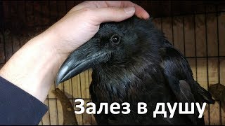 Залез в душу к ворону Залез в душу к ворону