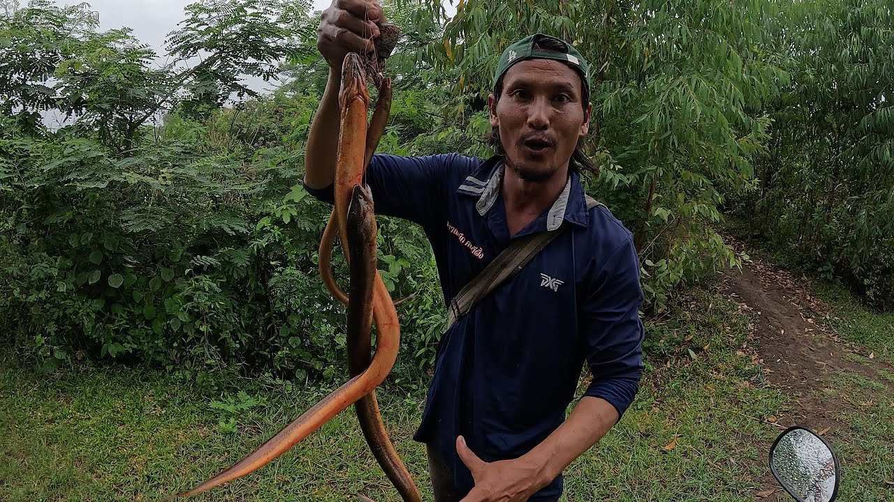 ใส่เบ็ดปลาไหลที่รู ตามหาปลาไหลใหญ่ไซร้โล  | พรานหมึก คนตีผึ้ง