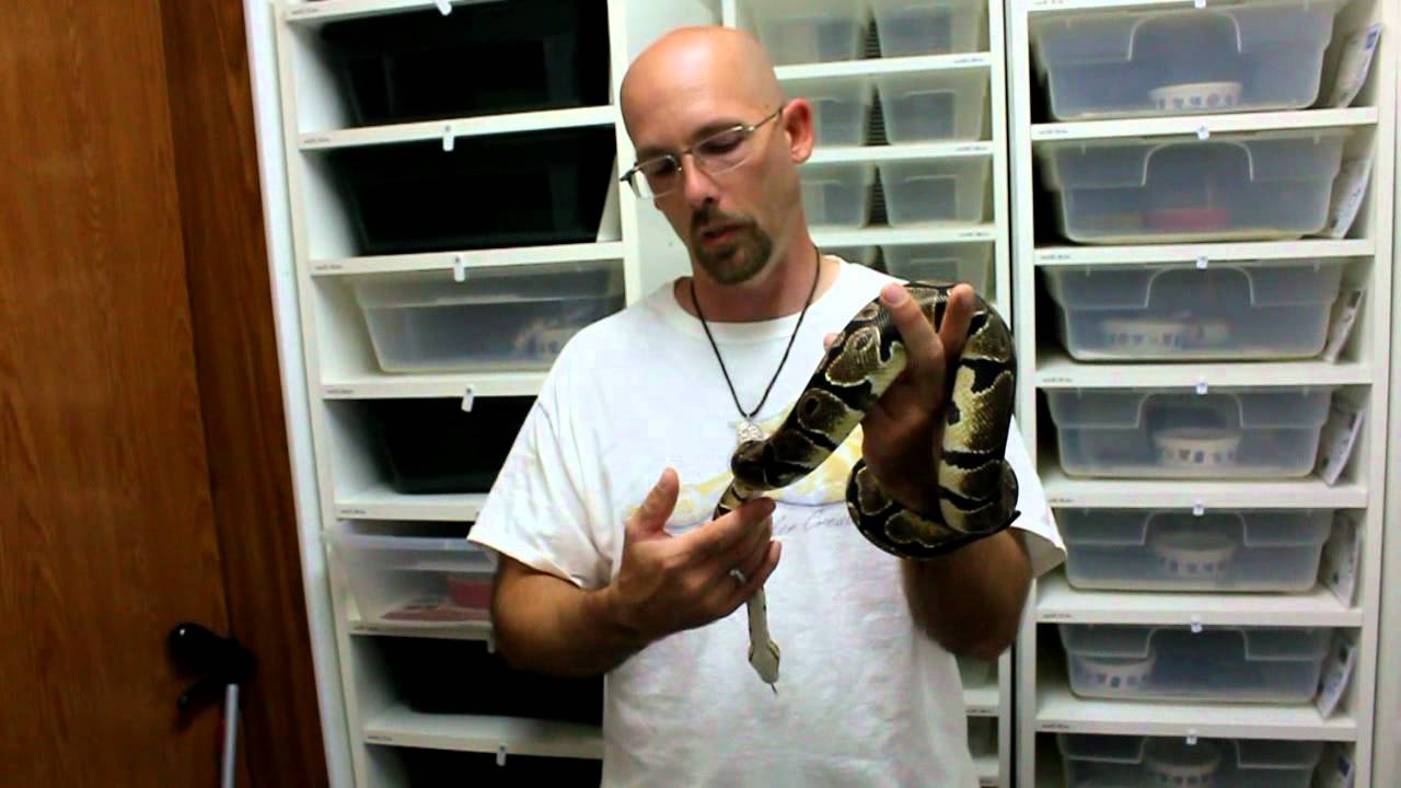 mustard greens Rally For Reptiles MrReptileSmile and ReptileNexus