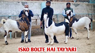 Full Tayyri Heavy Weight Bakre At Al Mira Goat Farm