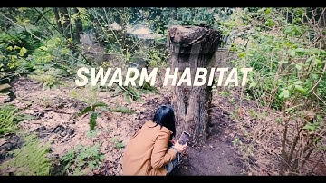 Log Beehive Installed West Hills Portland Oregon