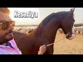 Stallion kesariya  what a stunning beauty pushkar horse fair ring show 2021