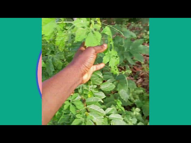 Nyanyan/ MOMORDICA CHARANTIA/ BITTER MELON/BITTER GUARD Uses. Power of plant herbs . class=
