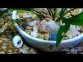 Day 47 Albino Corydora Busy Cleaning