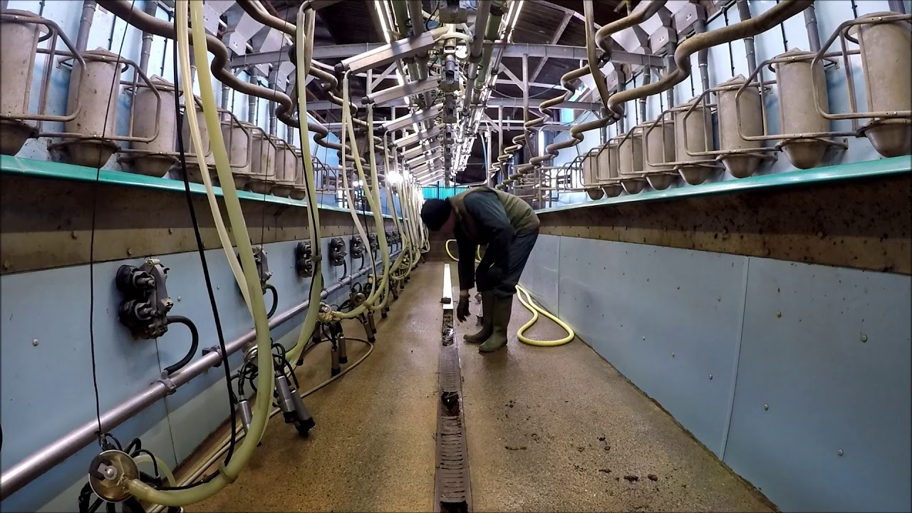 Milking parlour drain repairs. YouTube