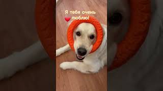 Собака Сандра #подпишись#природа#собака#собакадруг#щенок#щенки#собачка#собаки#щенки#питомец#песик