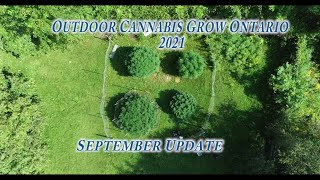 September Update 2021. Powdery Mildew is here. Outdoor Cannabis Grow Ontario 2021