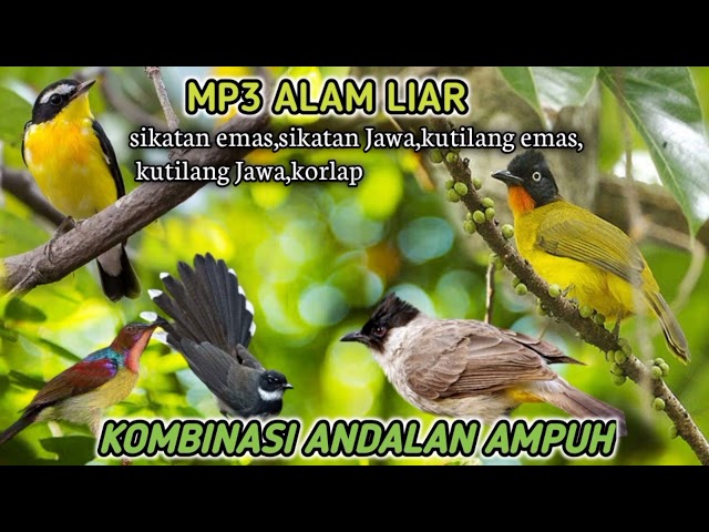 suara pikat burung kecil kombinasi burung kutilang, emas, sikatan paling ampuh class=