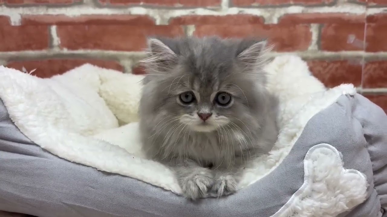 犬・猫ペットブリーダーKSTshopサブ さん専用☺︎☺︎メロジョイ タピオカ YouTube