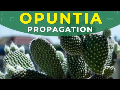 Ly Pear Cactus Worldnews How To Grow Opuntia Cactus Ly Pear From Seeds