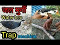 #जलमुर्गी 
जल  मुर्गी फसाने का जुगाड़ बनाएं । make a water hen trapping machine
