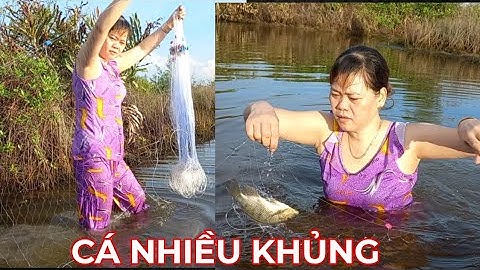 Lội Sông Giăng Lưới Cá Rô Phi Dính Thấy Mê Toàn Cá Ngon//Sông Nước Cà Mau.
