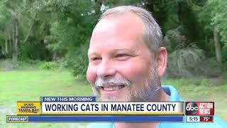 'Working Cat' program puts feral felines to work catching mice