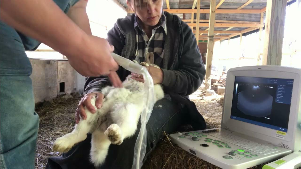 Around The Farm Rabbit Ultrasound Day! Will there be Babies? YouTube