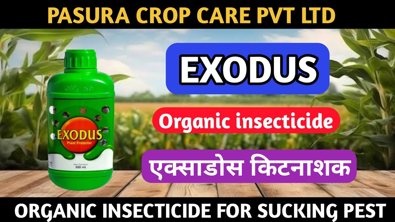 Exodus insecticide | Pasura crop care | Exodus insecticide use - YouTube