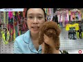 Cách chọn mua chó Poodle giá rẻ, đẹp và khoẻ mạnh